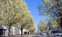 Fleurissement de la ville